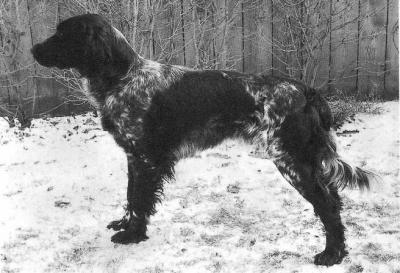 picture of dog