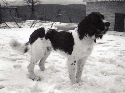 picture of dog