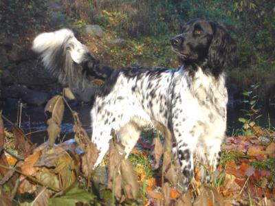 picture of dog
