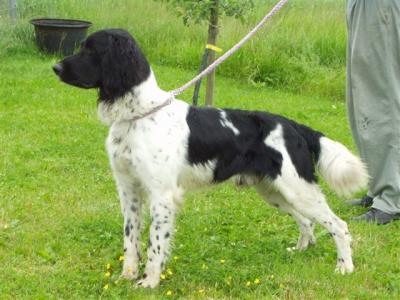 picture of dog