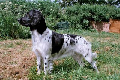 picture of dog