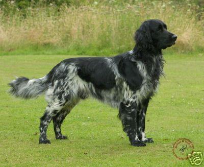 picture of dog