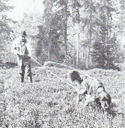 picture of dog