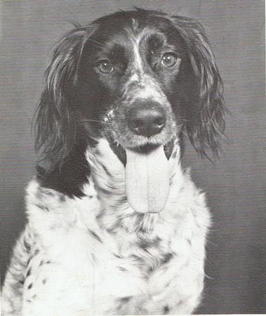 picture of dog