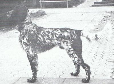 picture of dog