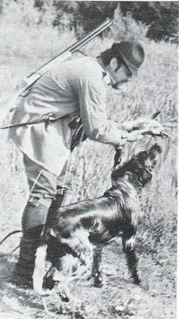 picture of dog
