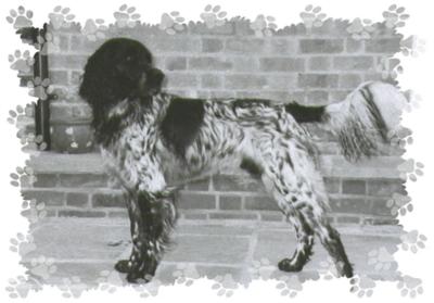 picture of dog