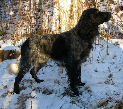 picture of dog