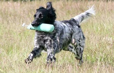 picture of dog