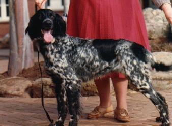 picture of dog