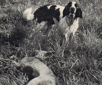 picture of dog