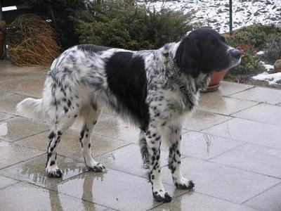 picture of dog