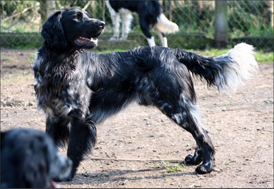 picture of dog