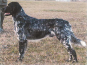 picture of dog