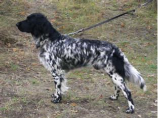 picture of dog