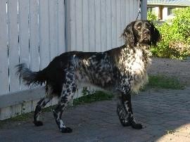 picture of dog