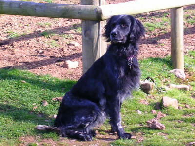 picture of dog