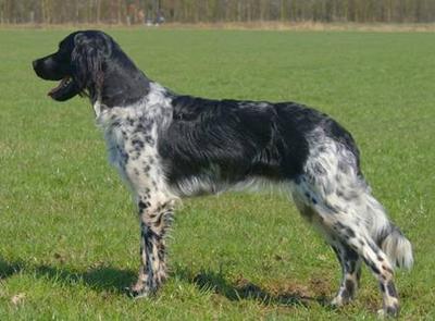 picture of dog