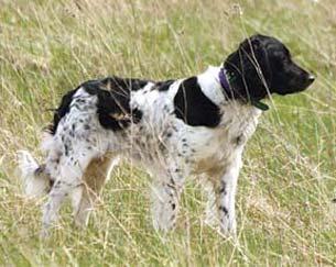 picture of dog