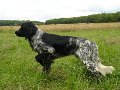 picture of dog