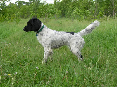 picture of dog