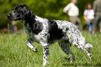 picture of dog
