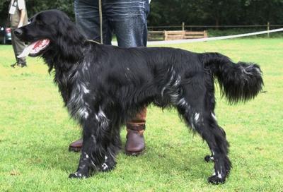 picture of dog