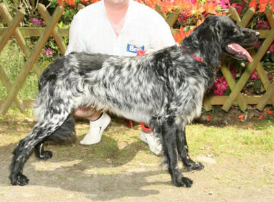 picture of dog