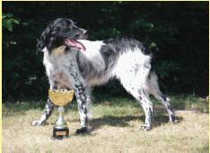 picture of dog