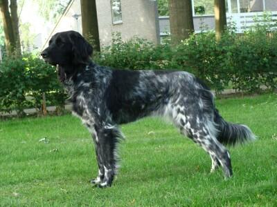 picture of dog
