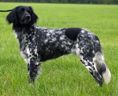 picture of dog