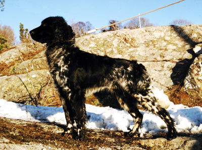 picture of dog