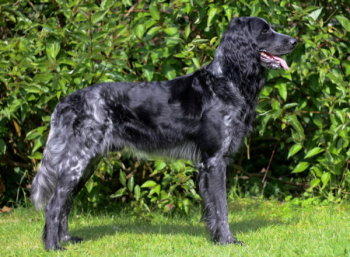 picture of dog