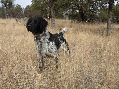 picture of dog