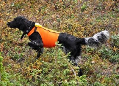 picture of dog