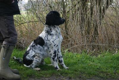 picture of dog