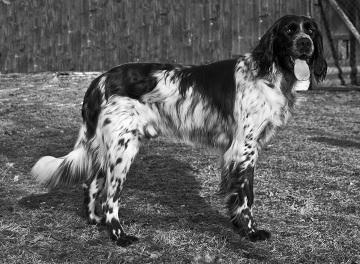 picture of dog