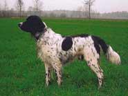 picture of dog