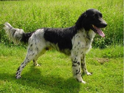 picture of dog