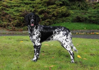 picture of dog