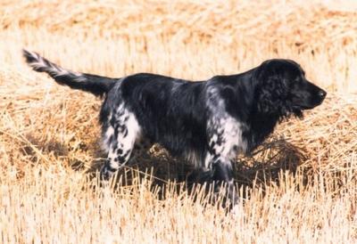 picture of dog