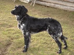 picture of dog