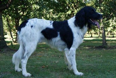 picture of dog