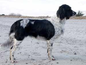 picture of dog