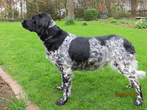 picture of dog