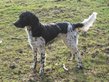 picture of dog
