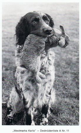 picture of dog