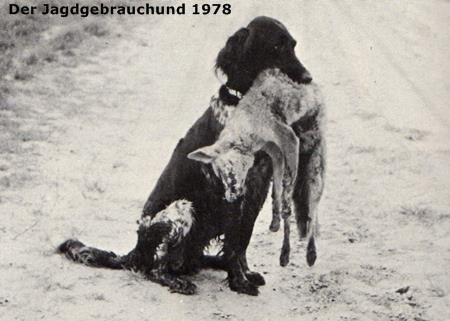 picture of dog
