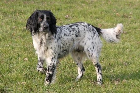 picture of dog