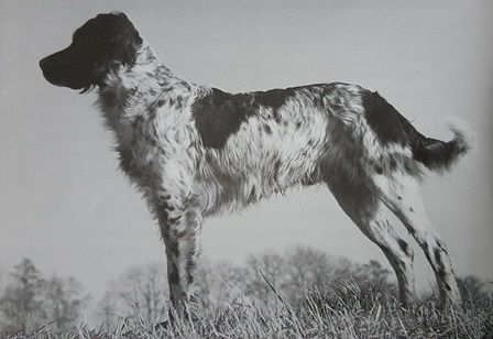 picture of dog